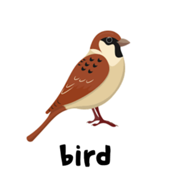 bird